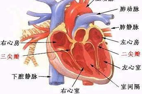 什么是心律不齐(图1)